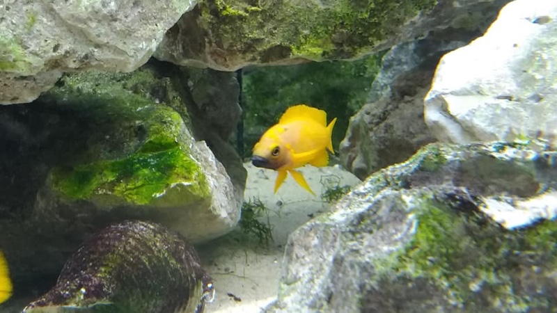 Neolamprologus leleupi 'Kitumba'